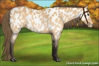 Horse Color:Buckskin Appaloosa 