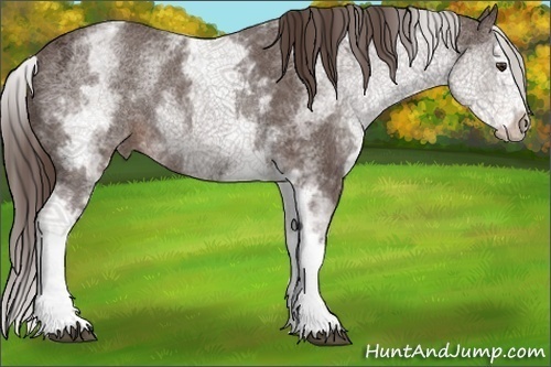 Horse Color:White Spotted Liver Chestnut Ice Splash Rabicano 