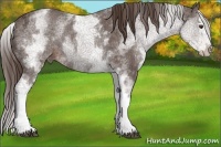 Horse Color:White Spotted Liver Chestnut Ice Splash Rabicano
