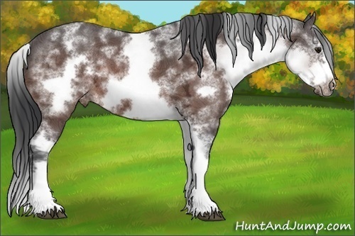 Horse Color:White Spotted Brown Ice Sabino Splash Frame Appaloosa Rabicano 