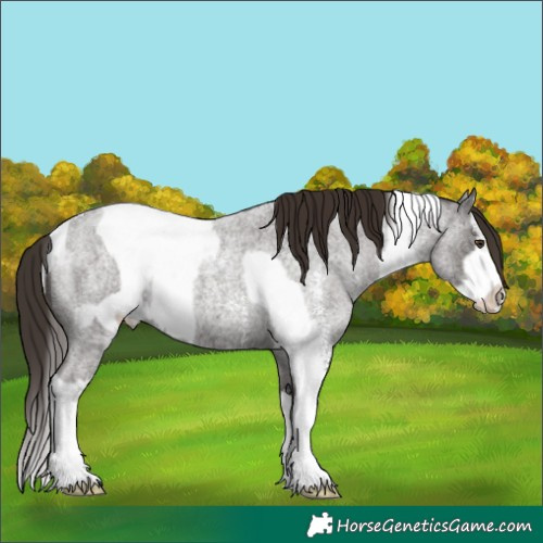 Horse Color:Liver Red Ice Roan Sabino Splash Varnish Rabicano and Liver Red Ice Roan Sabino Splash