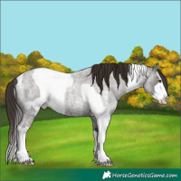 Horse Color:Liver Red Ice Roan Sabino Splash Appaloosa Rabicano and Liver Red Ice Roan Sabino Splash