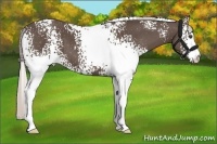 Horse Color:White Spotted Silver Black 