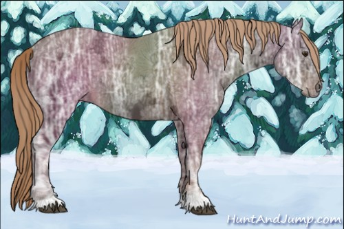 Horse Color:Liver Chestnut Ice 