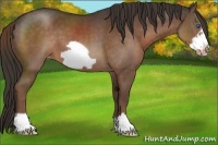 Horse Color:Liver Chestnut Frame Appaloosa 
