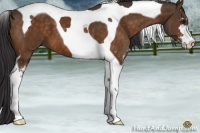 Horse Color:Buckskin Sabino Tobiano 