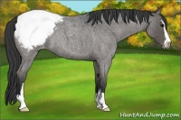 Horse Color:Blue Roan Sabino Snowcap