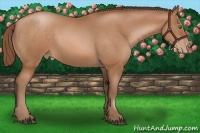 Horse Color:Brown Pearl