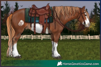 Horse Color:Bay Splash Frame  and Chestnut Splash Frame 