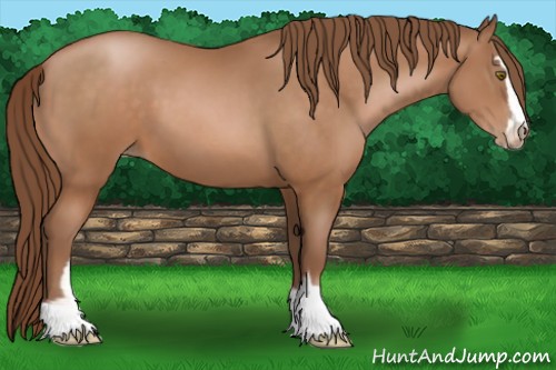 Horse Color:Brown Pearl Sabino