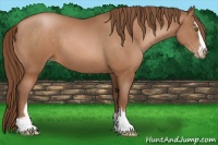 Horse Color:Brown Pearl Sabino 