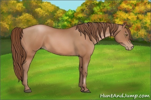 Horse Color:Bay Pearl