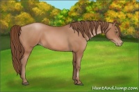 Horse Color:Bay Pearl