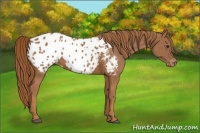 Horse Color:Chestnut Appaloosa 