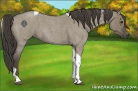 Horse Color:Smoky Grullo Roan Tobiano