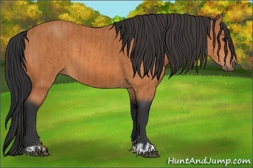 Horse Color:Bay  and Bay 