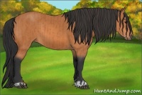 Horse Color:Bay  and Bay 