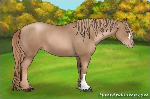 Horse Color:Liver Chestnut Pearl 