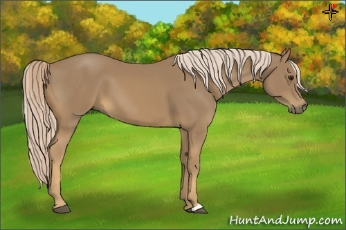 Horse Color:Palomino