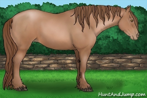 Horse Color:Brown Pearl Sabino