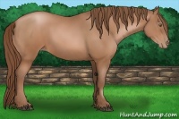 Horse Color:Brown Pearl Sabino 