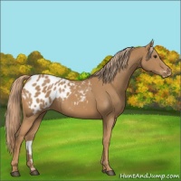 Horse Color:Chestnut Appaloosa