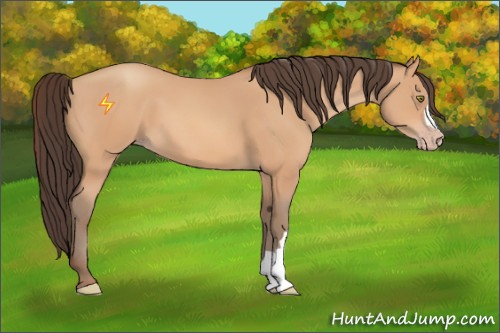 Horse Color:Amber Champagne 