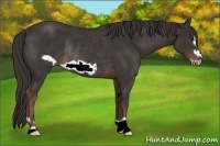 Horse Color:Liver Chestnut Frame Rabicano 