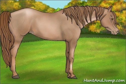 Horse Color:Liver Chestnut Pearl 