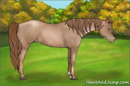 Horse Color:Liver Chestnut Pearl 
