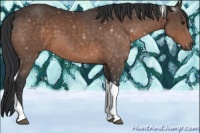 Horse Color:Brown Tobiano 