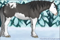 Horse Color:Black Splash Appaloosa 