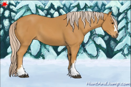 Horse Color:Palomino 