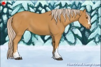 Horse Color:Palomino