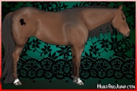 Horse Color:Liver Chestnut 