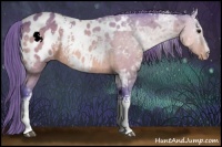 Horse Color:Watercolor White Spotted Buckskin Ice Appaloosa 