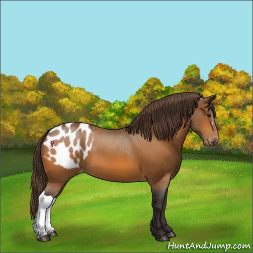 Horse Color:Buckskin Appaloosa