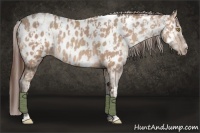 Horse Color:Amber Champagne Appaloosa  and Amber Champagne Appaloosa Rabicano 