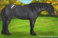 Horse Color:Blue Roan Blanket 