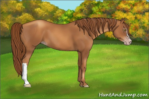 Horse Color:Gray Gold Champagne 