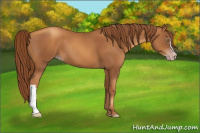 Horse Color:Gray Gold Champagne 