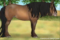 Horse Color:Gray Amber Champagne 