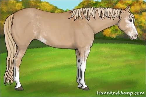 Horse Color:Chestnut Sabino 