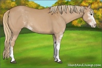 Horse Color:Chestnut Sabino