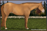 Horse Color:Gray Gold Champagne 