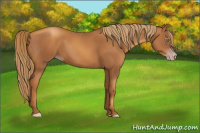 Horse Color:Gray Gold Champagne 