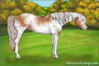 Horse Color:Gray White Spotted Silver Amber Champagne 