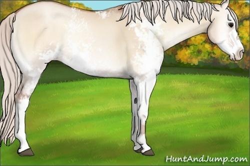 Horse Color:Silver Grullo Pearl Onyx Sabino Rabicano