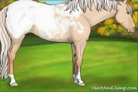 Horse Color:Silver Classic Champagne Dun Appaloosa 