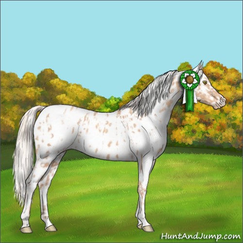 Horse Color:Gold Champagne Appaloosa  and Gold Cream Champagne Appaloosa 